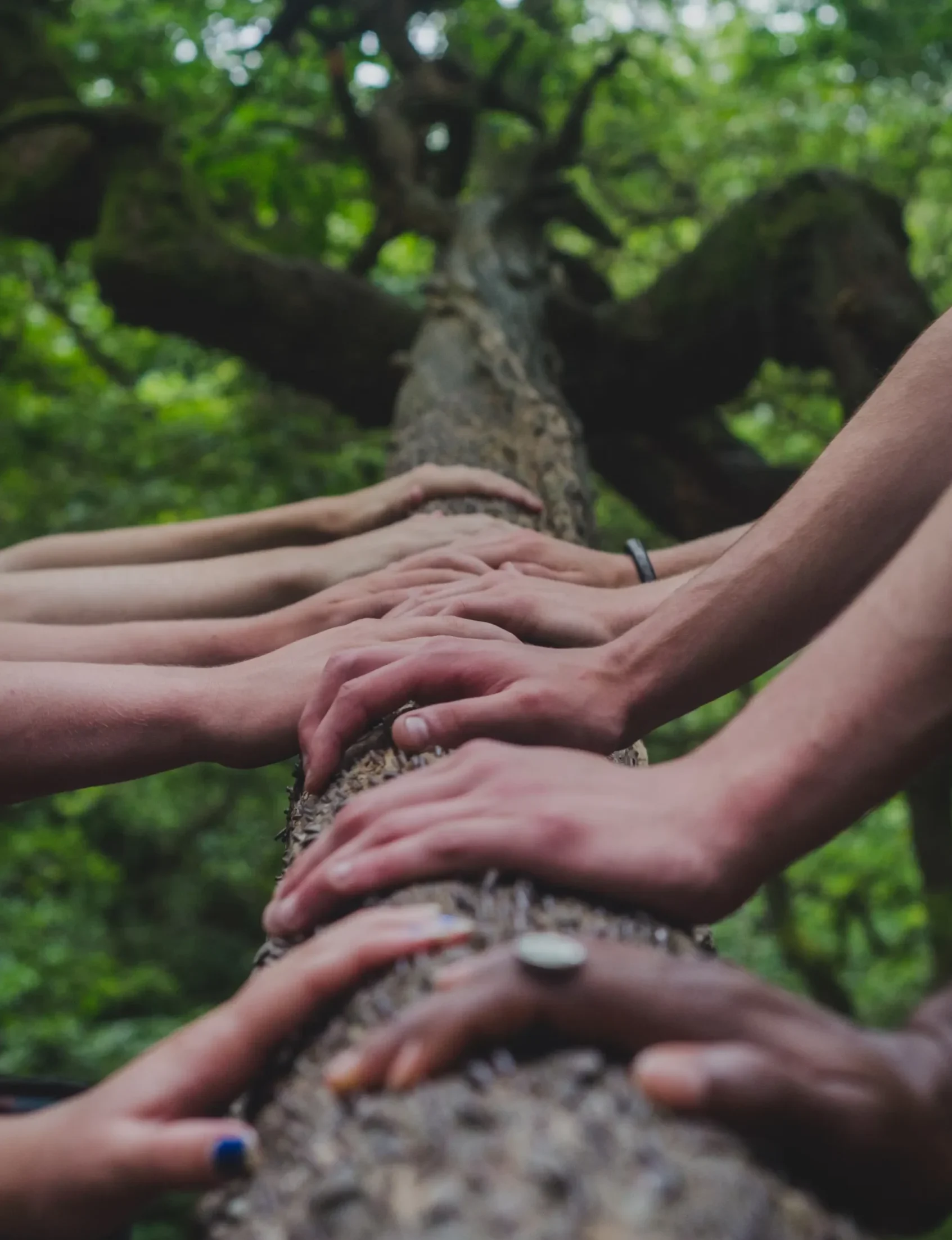 Shot looking up the trunk of a tree with several hands laying on the bark