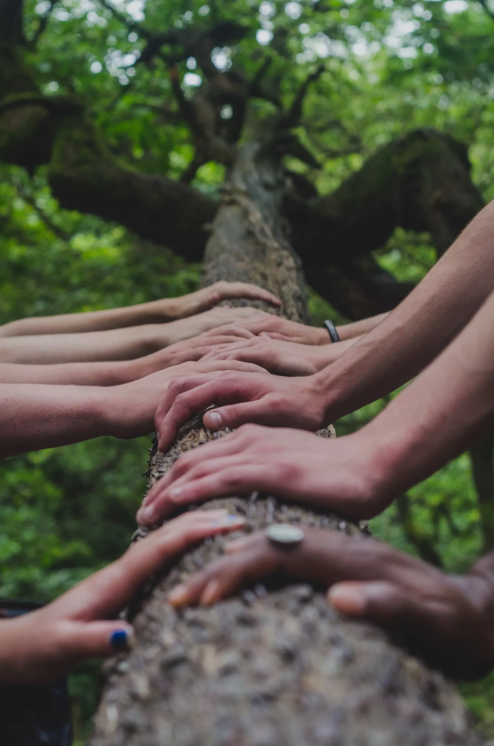 Shot looking up the trunk of a tree with several hands laying on the bark